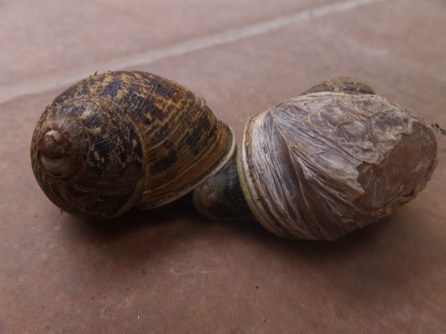 Gary the snail Bird El inglés volando (2)