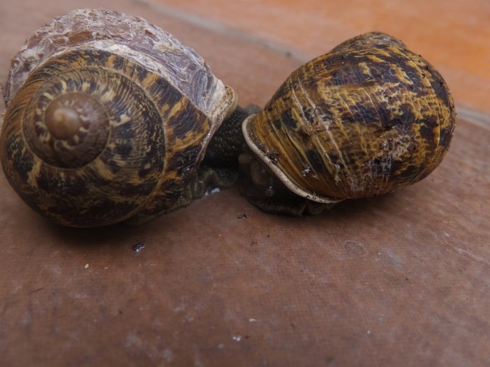 Gary the snail Bird El inglés volando (3)